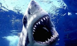 shark week, sharks, mentruation, PMS, women,shark attack, shark facts