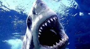 How to Survive Shark Week without Someone Losing a Limb