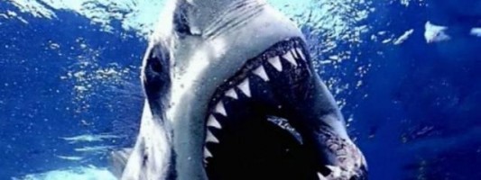 shark week, sharks, mentruation, PMS, women,shark attack, shark facts