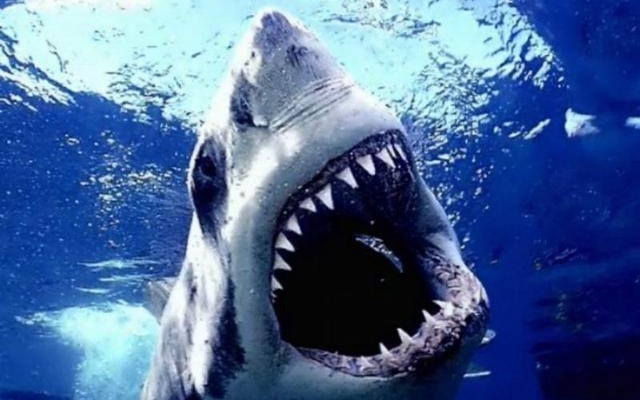 shark week, sharks, mentruation, PMS, women,shark attack, shark facts