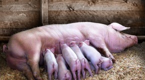 Terry England ~ Women’s Reproductive Rights are Not the Same as Pigs