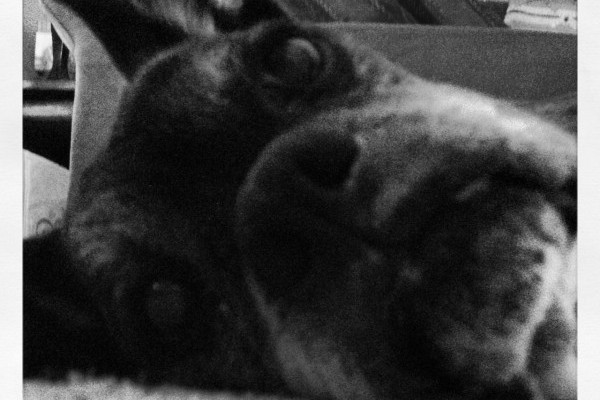 family pet, dog, death of a pet, family, children
