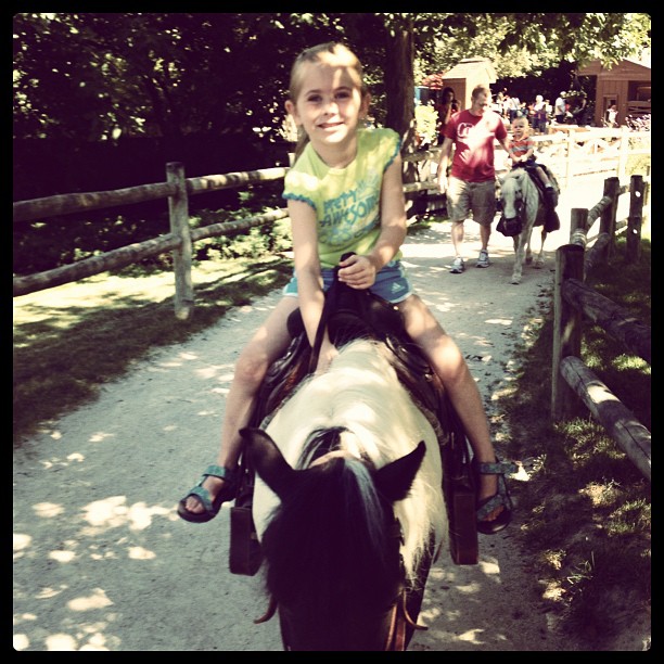 exhausted, back-to-school,horses, the zoo