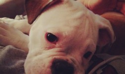 puppy , Christmas, Sandy Hook Elementary