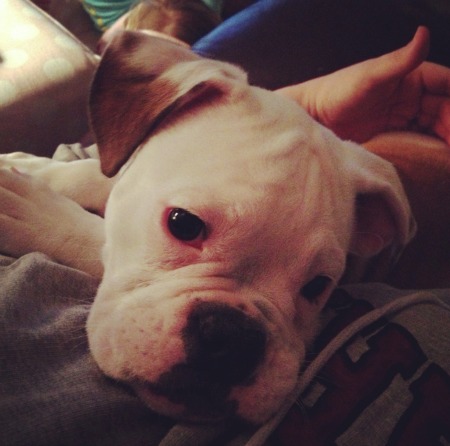 puppy , Christmas, Sandy Hook Elementary