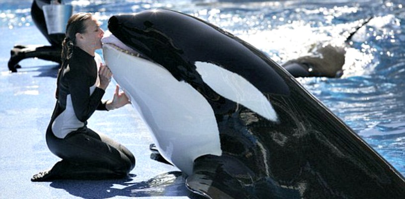 blackfish deutsch blackfish deutsch