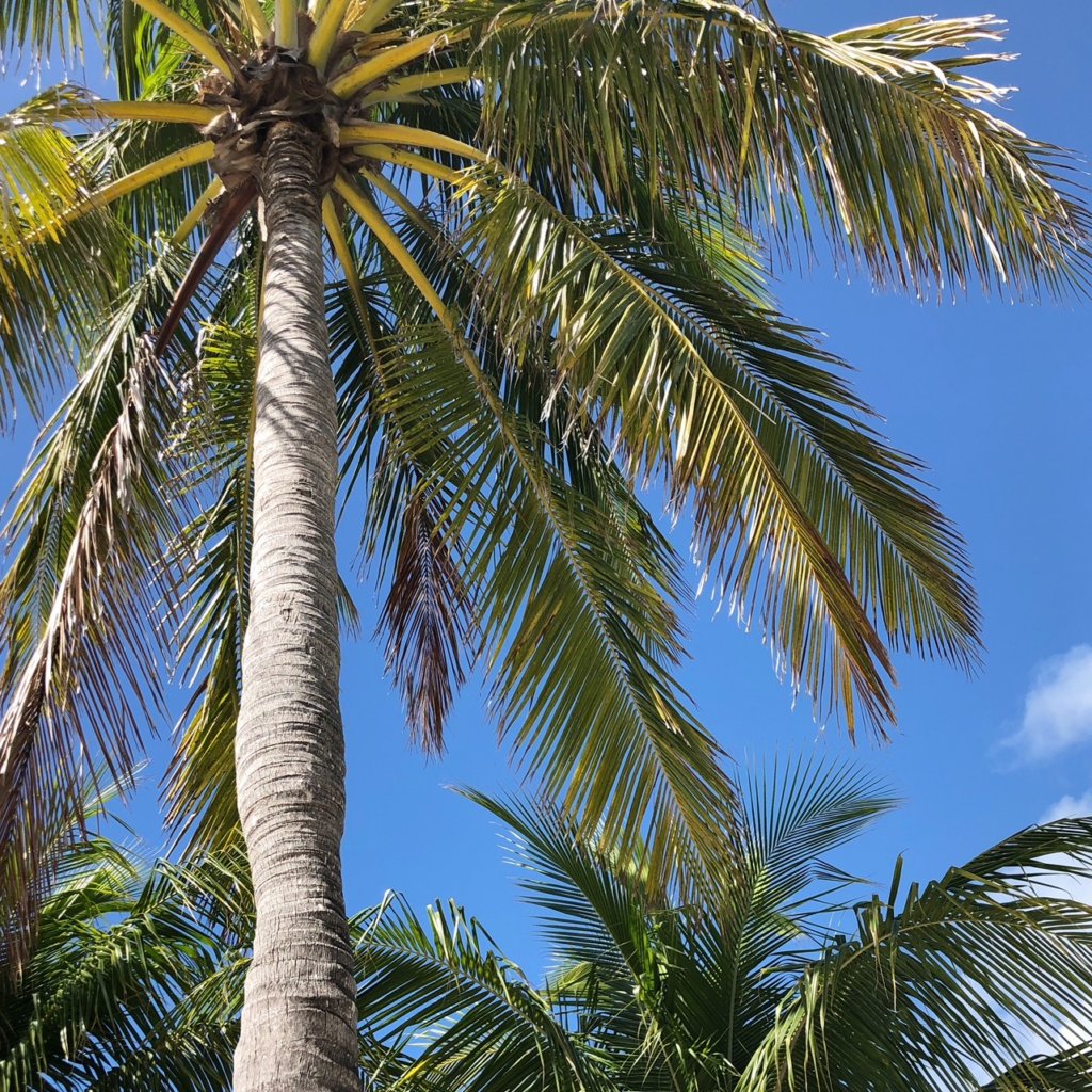 Disney Cruise, Disney Dream, Castaway Cruise, Bahamas, Disney Social Media moms Celebration, Disney dream cruise, Walt disney world, #DisneySMMC